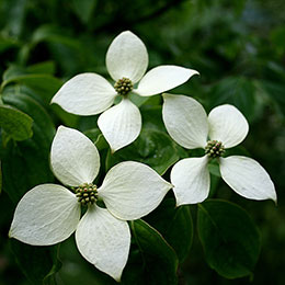 Corniso chinês com flores brancas